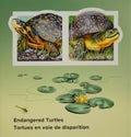 Canadian stamps or World Turtle Day: endangered turtles Clemmys guttata and Emydoidea blandingii Royalty Free Stock Photo